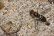 09_Bombyliidae_2722.jpg