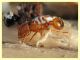 Tetramorium sp. - Marechiaro - 30.1.2021 - (2).JPG