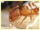 Tetramorium sp. - Marechiaro - 30.1.2021 - (3).JPG