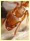 Tetramorium sp. - Marechiaro - 30.1.2021 - (5).JPG