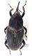 Comb3217-19zL6cr.jpg