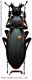 Carabus (Megodontus) purpurascens fulgens Charpentier, 1825.JPG