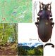 Carabus (Megodontus) violaceus meyeri  Born, 1898.jpg