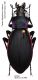 Carabus (Megodontus) violaceus azurescens Dejean, 1826.JPG