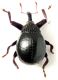 Ocladius_SAR_sp1_mini.jpg