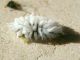 cocciniglia_lanosa_0_Serrone_22-VII-2010.jpg
