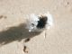cocciniglia_lanosa_2_Serrone_22-VII-2010.jpg