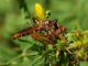 asilidae_2_Piglio_22-VII-2010.jpg