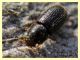 prob Lyctidae sotto corteccia eucalipto circa 1 mm. - Anzio 5.2.2021 - (7).JPG