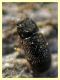 prob Lyctidae sotto corteccia eucalipto circa 1 mm. - Anzio 5.2.2021 - (5).JPG