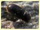 prob Lyctidae sotto corteccia eucalipto circa 1 mm. - Anzio 5.2.2021 - (3).JPG
