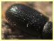 prob Lyctidae sotto corteccia eucalipto circa 1 mm. - Anzio 5.2.2021 - (13).jpg
