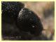 prob Lyctidae sotto corteccia eucalipto circa 1 mm. - Anzio 5.2.2021 - (14).jpg