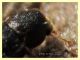 prob Lyctidae sotto corteccia eucalipto circa 1 mm. - Anzio 5.2.2021 - (12).jpg