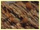 Pseudoscorpione circa 1,2 mm. sotto corteccia Eucalipto - Anzio 5.2.2021 - (3).JPG