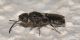 2 sparasion sp scelionidae baronessa.jpg