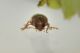 3 anobiidae baronessa.JPG