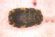 larva_PIandiSpagna.jpg