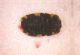 larva_PIandiSpagna_dorsal.jpg