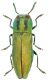 Cratomerus-sp-2-Spilia.jpg