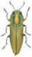Cratomerus-sp-1-Spilia.jpg