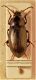 tenebrionide f.jpg