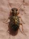 Elaphrus SME Nord 25 II 2021 DSCN0114.JPG