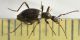 7 palaeostigus pilifer staphylinidae scydmaeninae baronessa.JPG