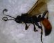 Ichneumon sp (4).jpg