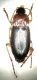 Carabidae_2 - Copia.jpg