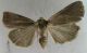 orthosia sp 1.jpg