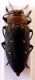 Turchia 2010_Chrysobothris _ 019.jpg