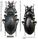 Carabus (Megodontus) germarii neesi buendneri Breuning, 1934.JPG