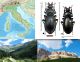 Carabus (Megodontus) germari Sturm, 1815.jpg