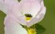 Anthaxia sp. 2.jpg