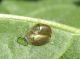 cassida vittata.JPG