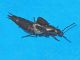 Staphylinidae_Philonthus_spp_adulto (5).jpg