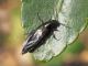 Staphylinidae_Philonthus_spp_adulto (2).jpg