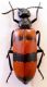Turchia 2010_Meloidae 9 026.jpg