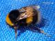 Bombus sp..jpg