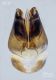 Chrysura laevigata_capsula genitale_ridotta.jpg