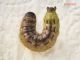 Noctuidae_Noctua_spp_larva (6).jpg