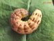 Noctuidae_Noctua_spp_larva (5).jpg
