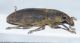 Curculionidae A2.JPG