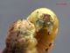 Noctuidae_Noctua_spp_larva (3).jpg