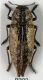 berinolensis4.jpg