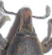 Curculionidae A rostro1.JPG