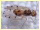 prob. Ectopsocus petersi circa 3 mm  - Anzio 10.4.2021 - (3).JPG