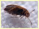 prob. Anaspis maculata 3 mm - Anzio 10.4.2021 - (5).JPG