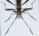 Micrelytra fossularum3.JPG